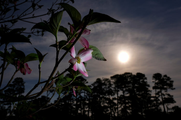 Masters in bloom: Golf's most beautiful garden